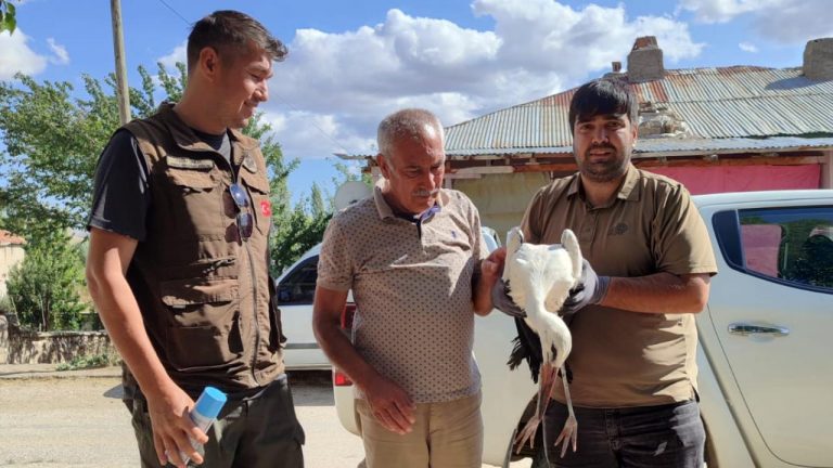 Kayseri’de yaralı bulunan kerkenez ve leylek tedavi altına alındı.