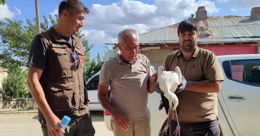 Kayseri’de yaralı bulunan kerkenez ve leylek tedavi altına alındı.