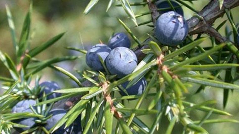 PARKİNSON HASTALIĞINI İYİLEŞTİRİYOR: Ardıç meyvesinin faydaları nelerdir? Ardıç meyvesi ne için kullanılır?