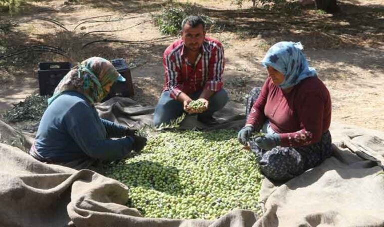 Mut'ta verimlilik arttı, fiyat 160 TL'ye düştü! “Bu yıl üreticiler değil, işçiler kazandı” – Son Dakika Hayat Haberleri