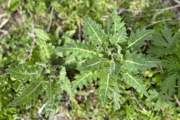 Yedikleri planla zehirlenen 8 çocuktan 6’sı taburcu edildi