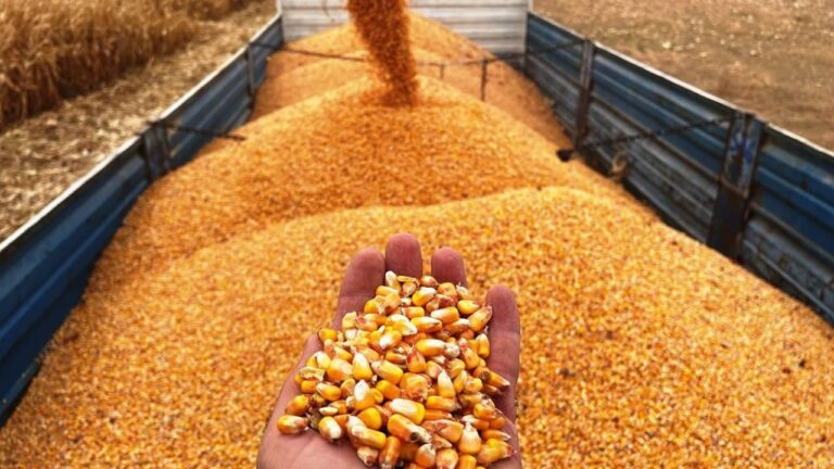 Mısır İthalatında 1 milyon ton tarife hisse senedi