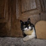 Topkapı Sarayı’ndaki kedi kanatları onarıldı – Son Dakika Hayat Haberleri