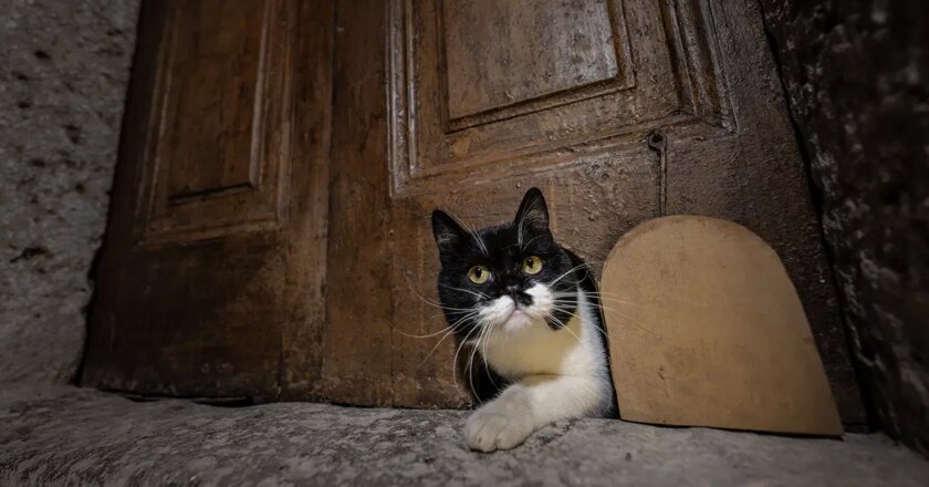 Topkapı Sarayı’ndaki kedi kanatları onarıldı – Son Dakika Hayat Haberleri